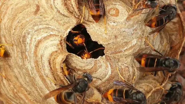 Adieu les nids de frelons asiatiques : cette plante à mettre dans son jardin est un répulsif naturel hyper efficace