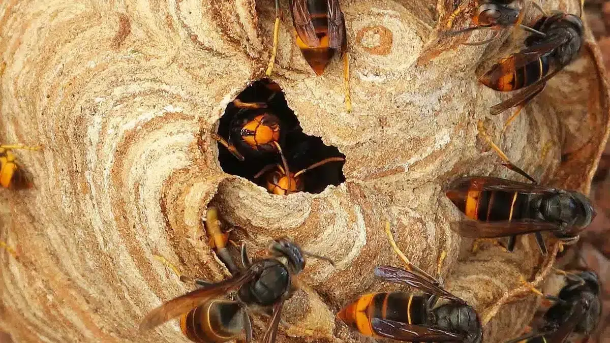 Adieu les nids de frelons asiatiques : cette plante à mettre dans son jardin est un répulsif naturel hyper efficace