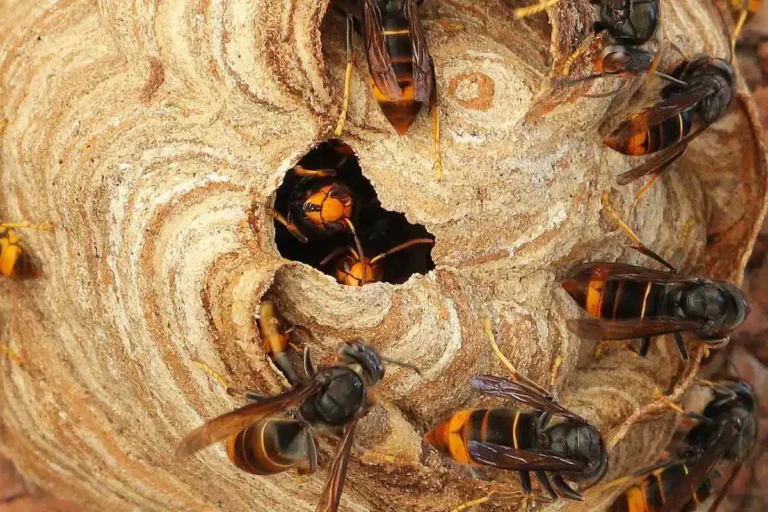 Adieu les nids de frelons asiatiques : cette plante à mettre dans son jardin est un répulsif naturel hyper efficace