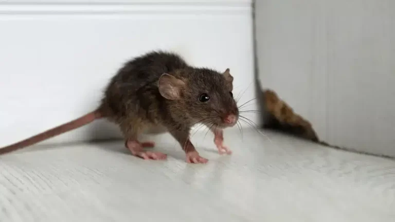 Cet ingrédient à 35 centimes que tout le monde a chez soi repousse rats et souris naturellement