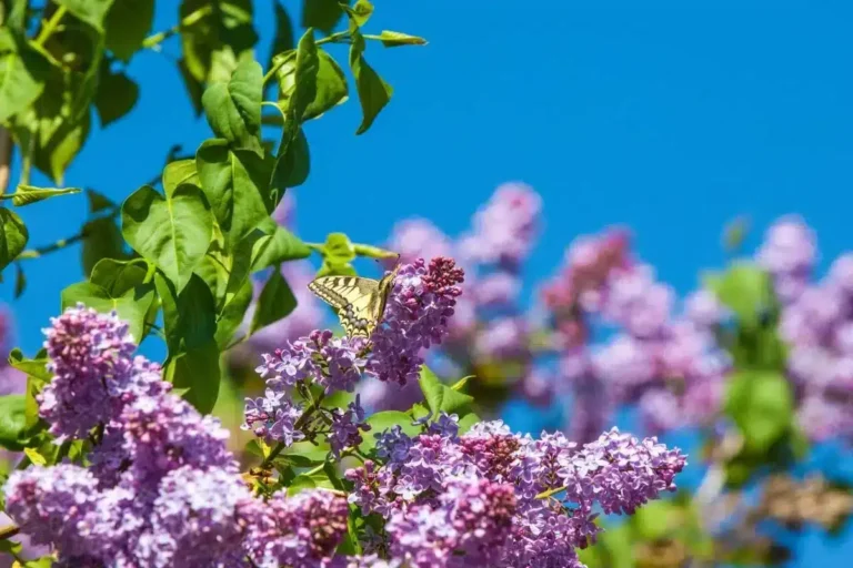 Jardin : Cette plante adorée des Français est désormais strictement interdite dans toute l’Europe
