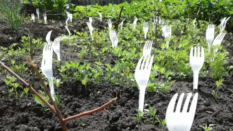 Jardin : voici pourquoi vous devez absolument planter une fourchette en plastique dans votre potager