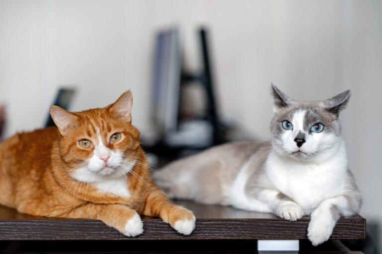 Je Suis Veterinaire Et Voici Les 5 Races De Chat Que Je Nadopterai Jamais Meme Sils Sont Mignons