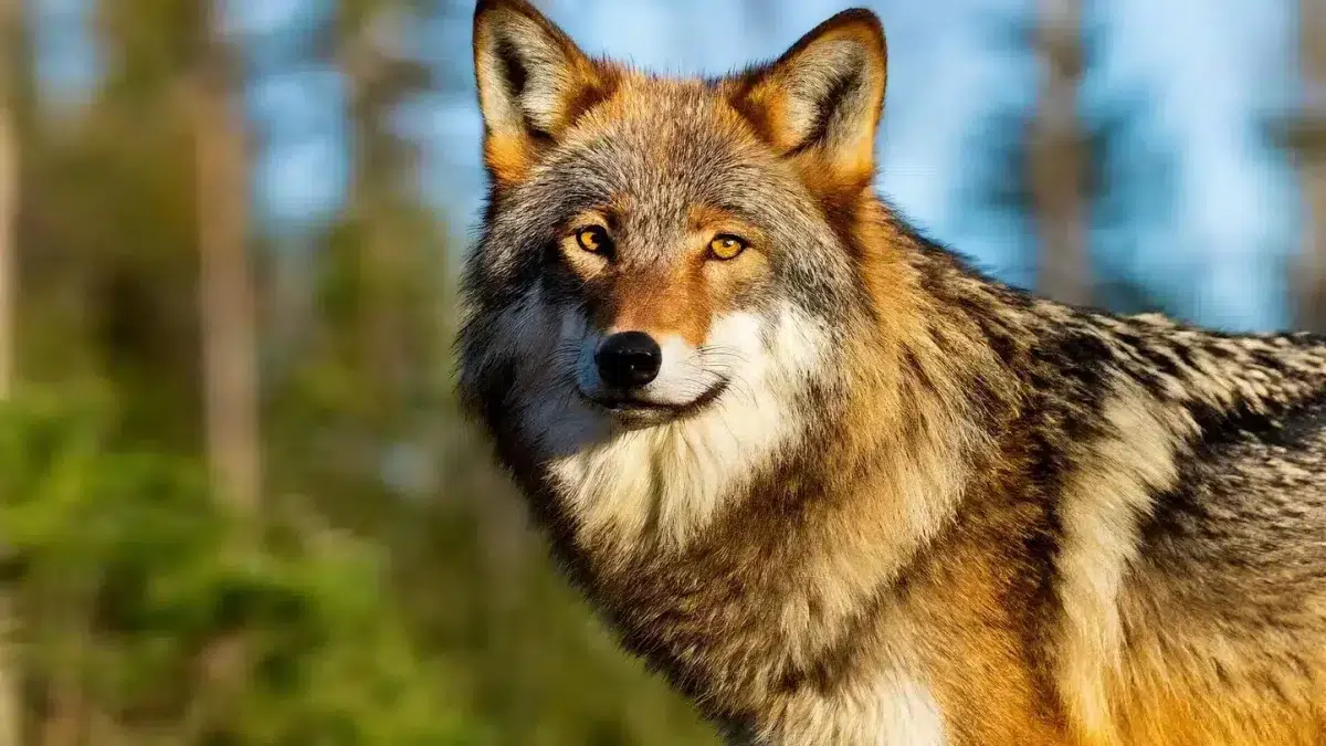 Loups : voici la liste complète des régions de France où leur présence a explosée en 2025