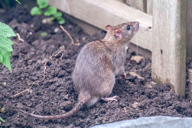 Rats dans le jardin : Cet objet du quotidien est super efficace pour les repousser (et en plus il sent vraiment très très bon)